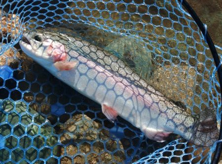 またやられた ～天竜川ルアーフライ専用区～